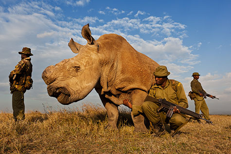 rhino-under-guard
